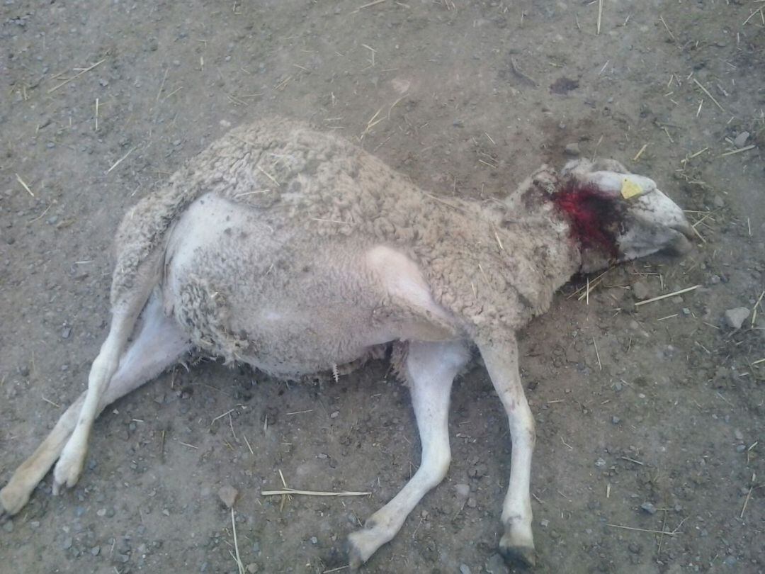 Oveja muerta por un ataque de lobos