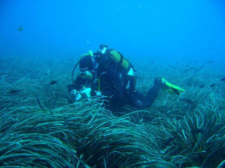 Un buzo inspecciona una pradera de posidonia en el litoral andaluz