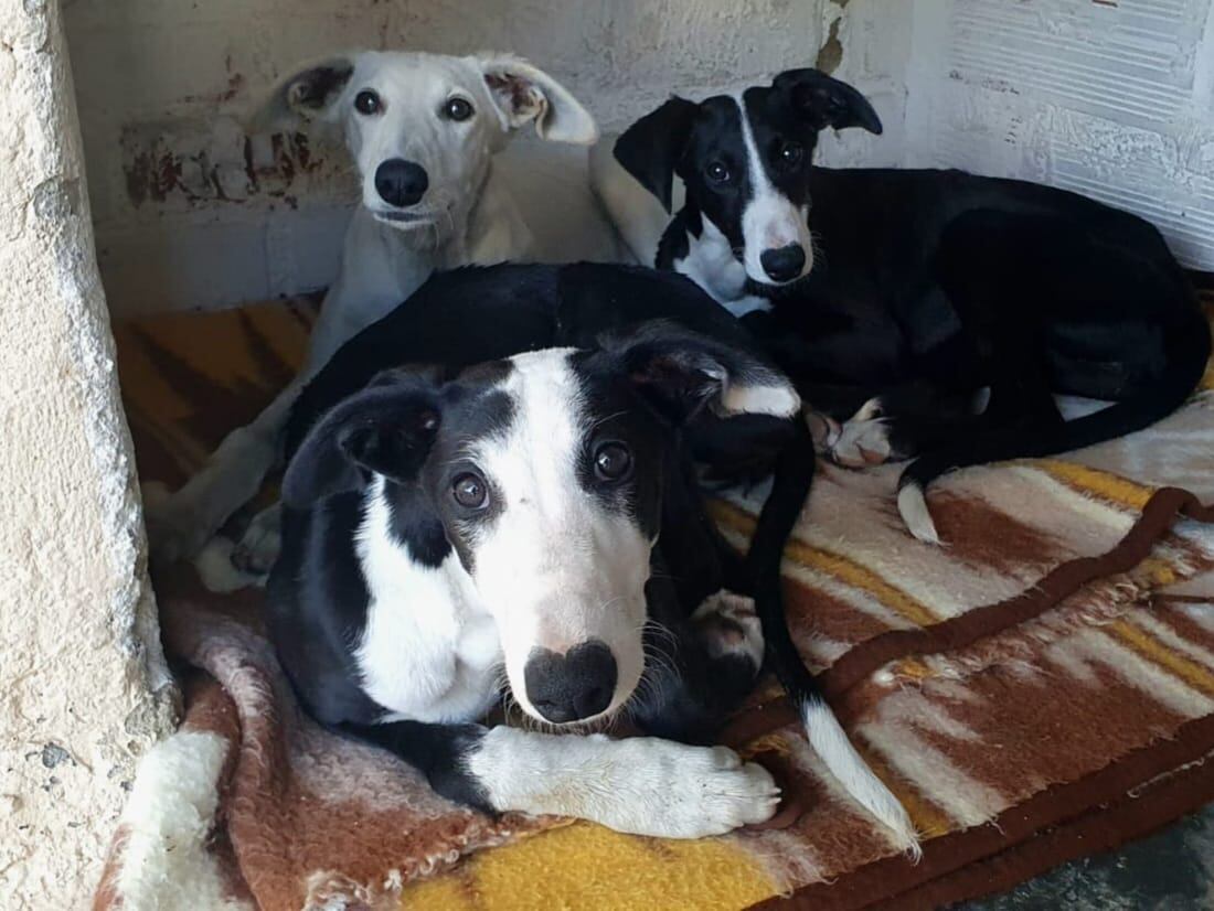Son tres preciosas galgas de 4 meses de edad, sus nombres son Violeta, Camelia y Dalia