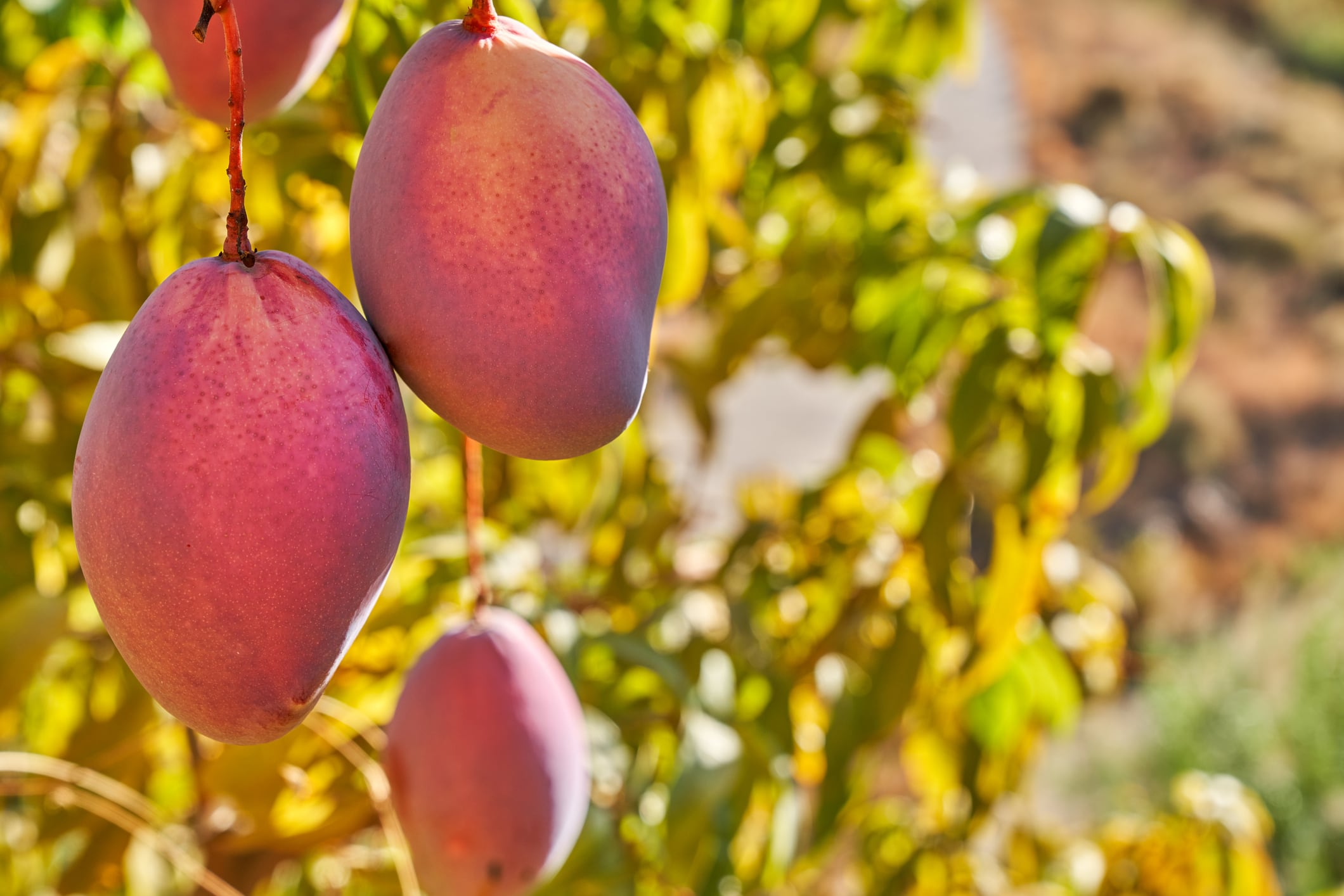 Cultivo de mangos en Benamocarra (Málaga).