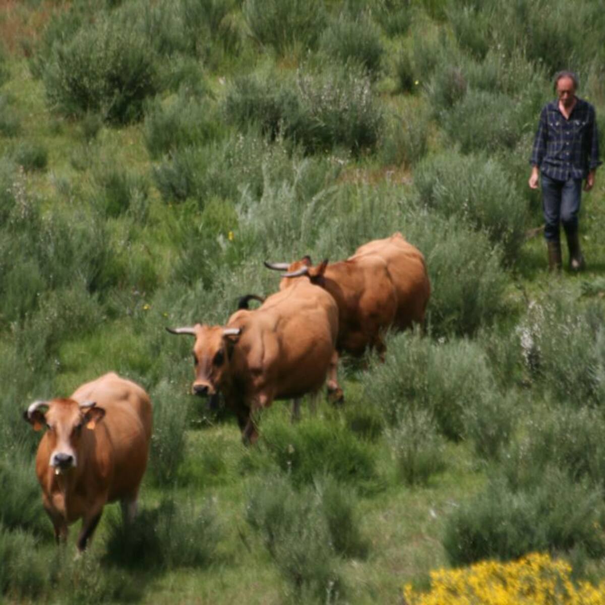 Ángel Ruiz: 'La ganadería es necesaria para mantener el paisaje de los Ancares'