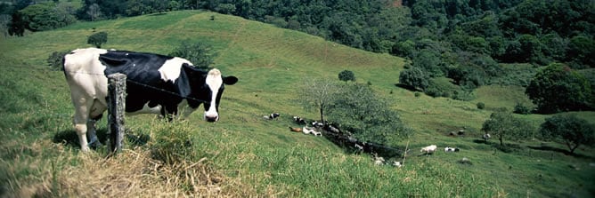 Científicos han introducido con éxito genes humanos en 300 vacas