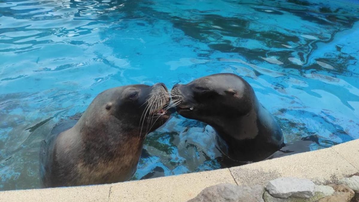 Fallece por causas naturales Pas, una de las hembras de león marino más carismáticas del Parque de la Naturaleza de Cabárceno