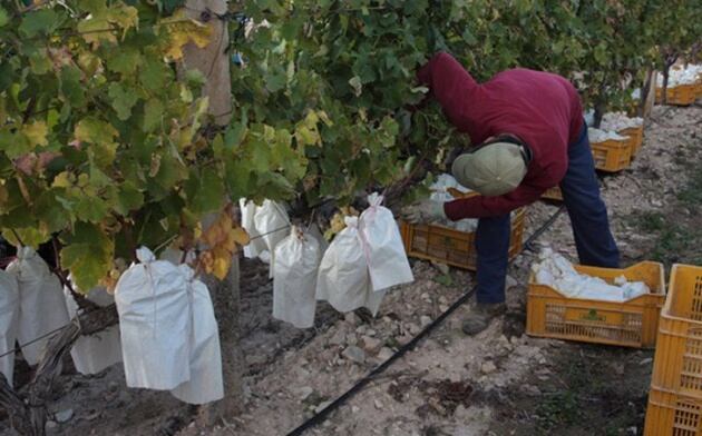 Imagen realizada durante el proceso de recolección de la uva del Vinalopó