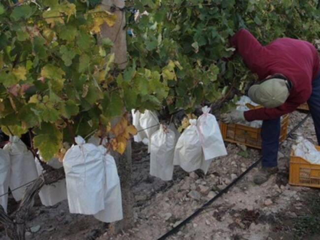 Imagen realizada durante el proceso de recolección de la uva del Vinalopó