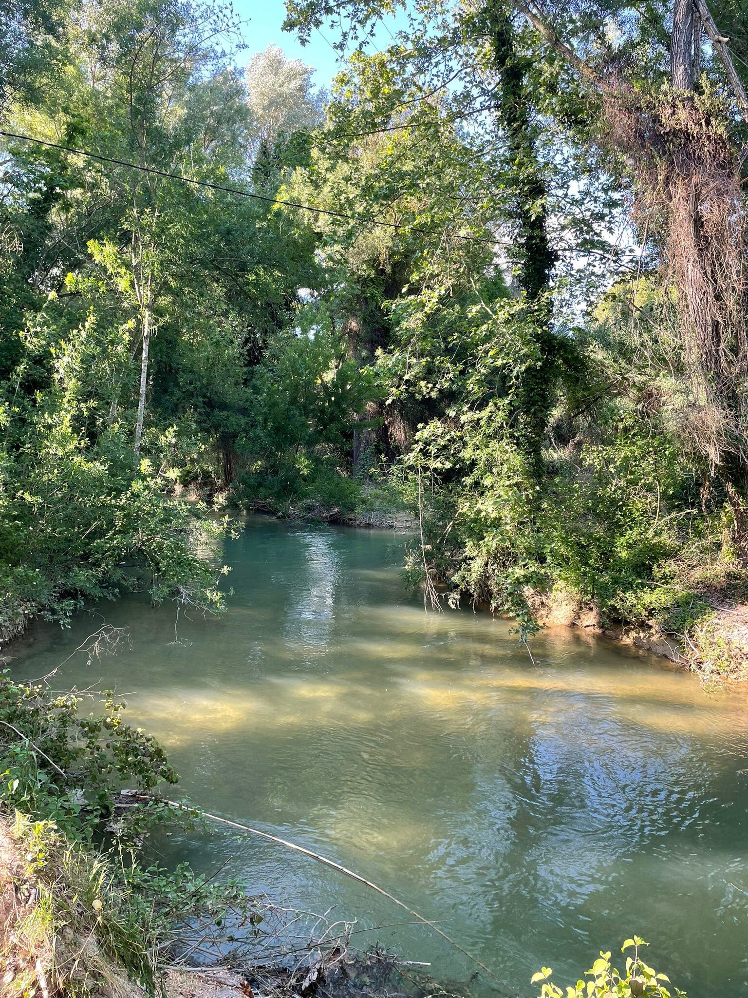 Los trabajos incluyen la retirada de ramas secas y árboles caídos