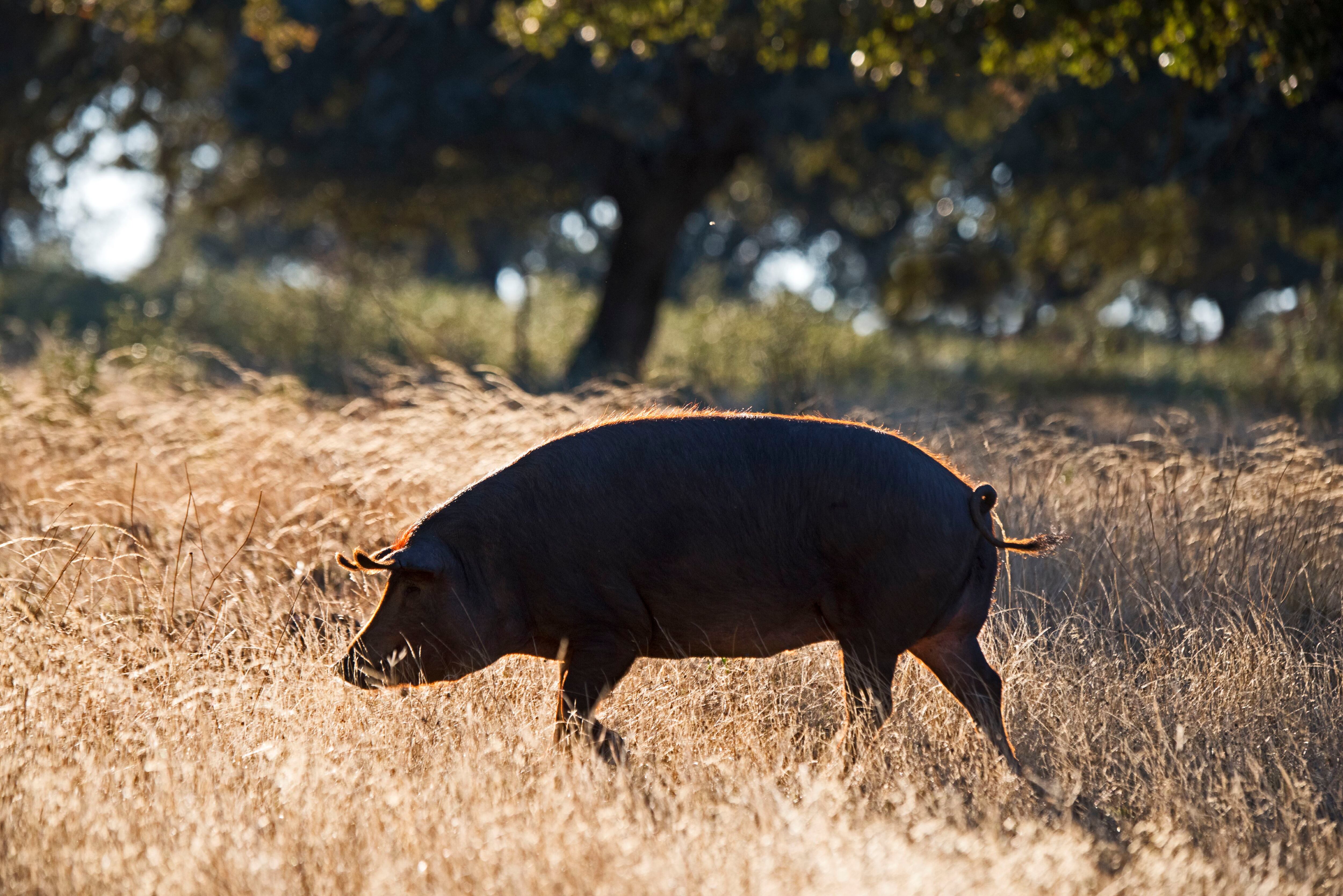 Un cerdo camina tranquilamente por la dehesa.