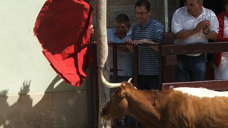 Una vaca fotografiada durante un encierro en Cabanillas