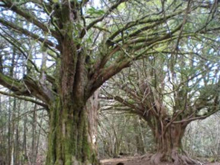 Bosque de El Tejedelo
