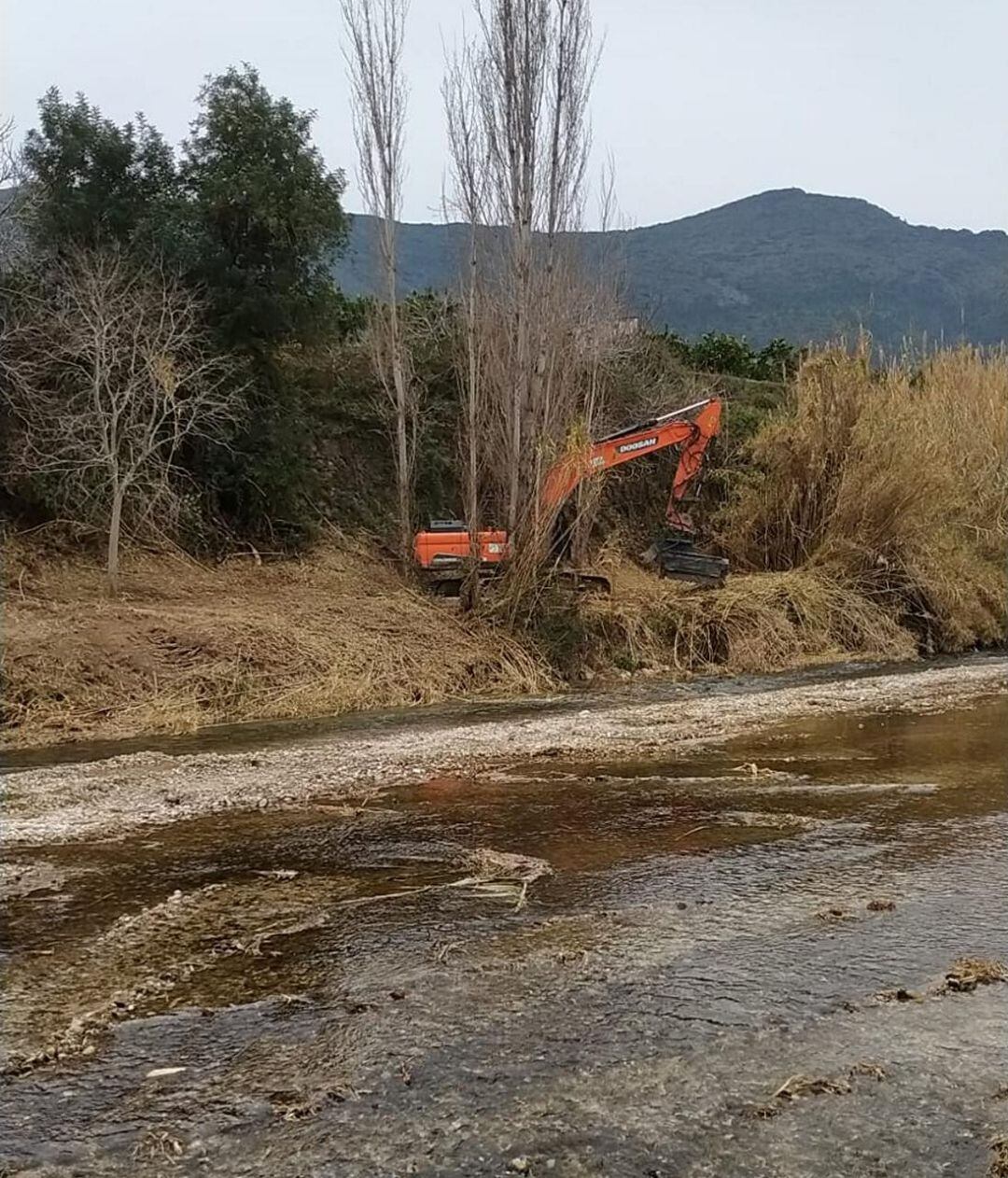 Limpieza de cañas en el río Serpis 