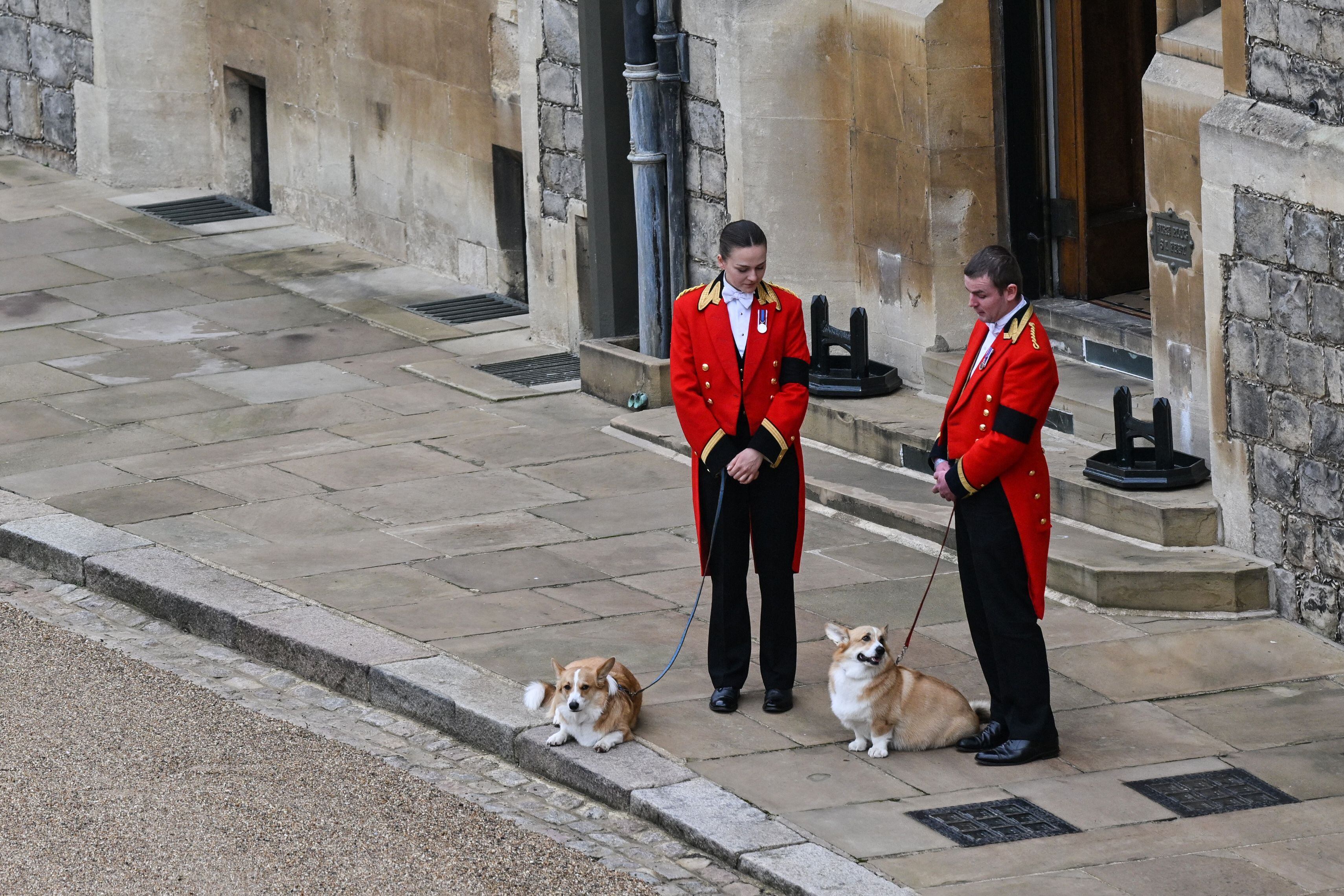 Los corgis de la reina, Muick y Sandy, esperan al féretro de Isabel II en el Castillo de Windsor.