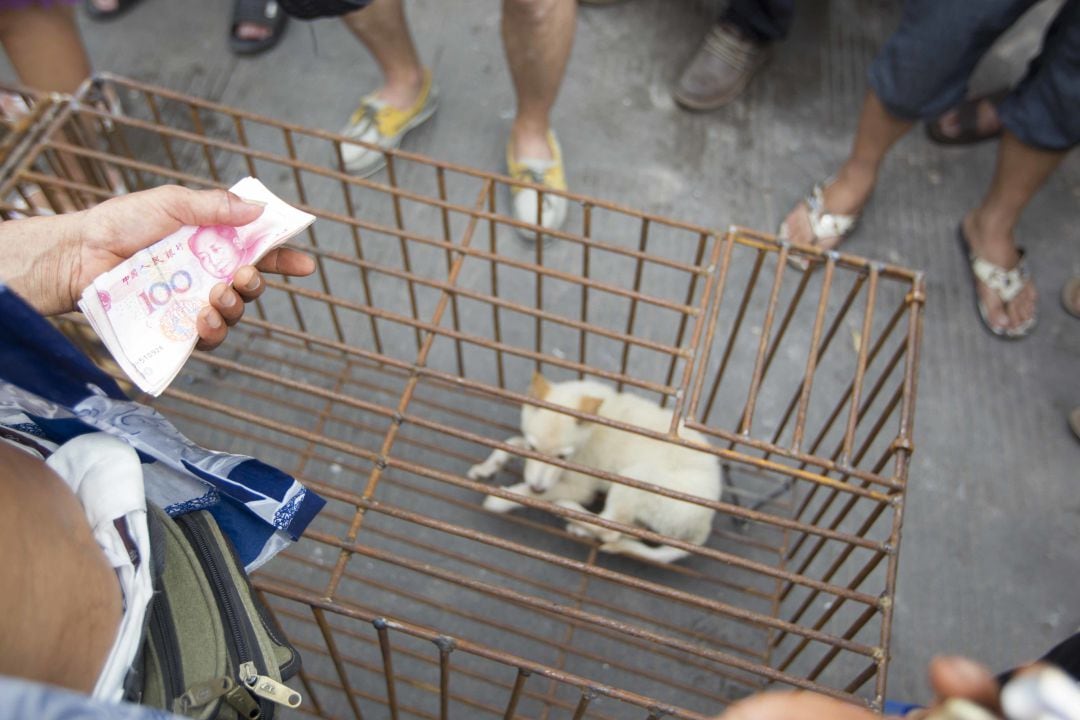 China prohíbe criar perros para su consumo humano al no considerarlos ganado