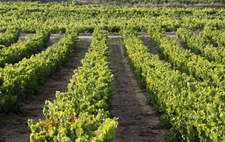 Viñedos cercanos a San Vicente de La Sonsierra, en La Rioja. 