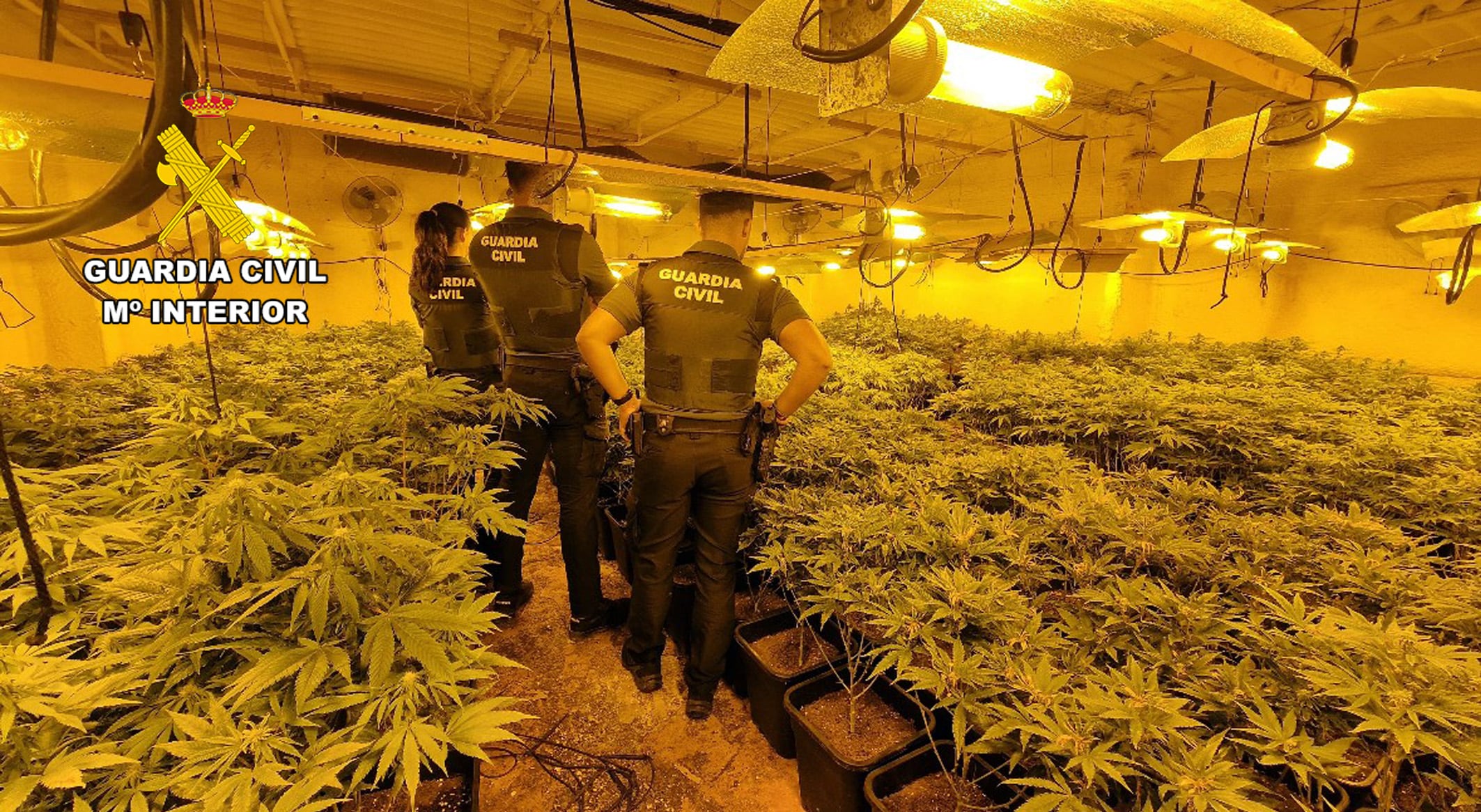 Invernaderos de marihuana tipo indoor