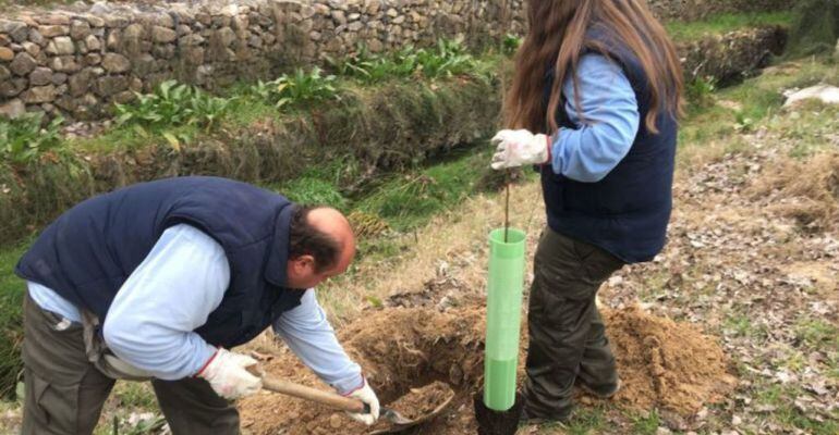 En 2018 se ha previsto la plantación de más de 2.000 ejemplares