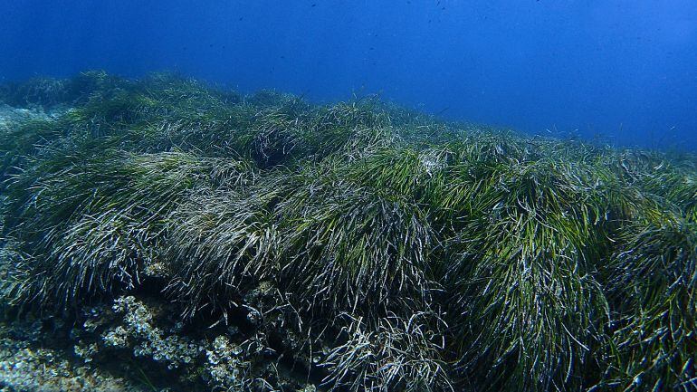 Praderas de posidonia