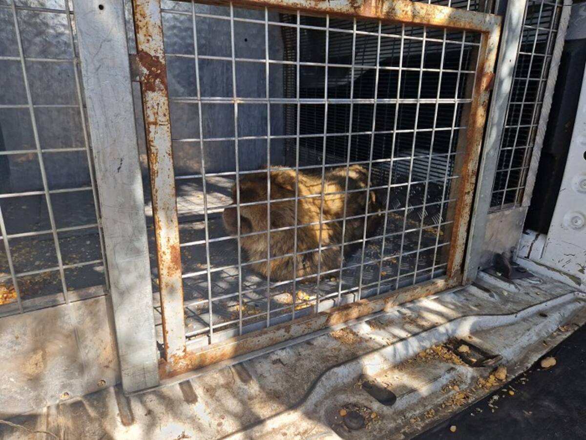 El mono de Gibraltar, capturado en La Línea tras más de 24 horas