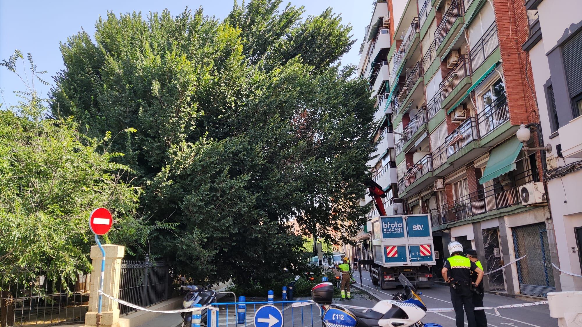 Efectivos de la adjudicataria de zonas verdes retirando el ejemplar con un camión pluma