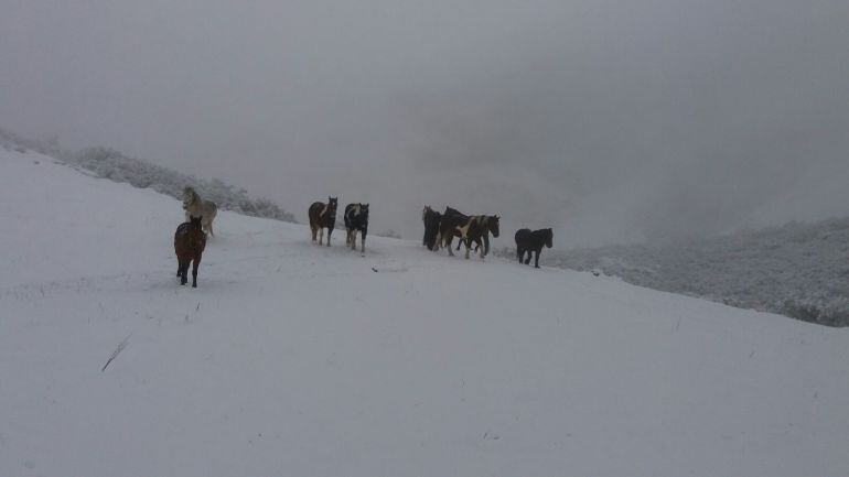 Una imagen de las brañas de Somiedo cubiertas de nieve durante uno de los temporales de este invierno.