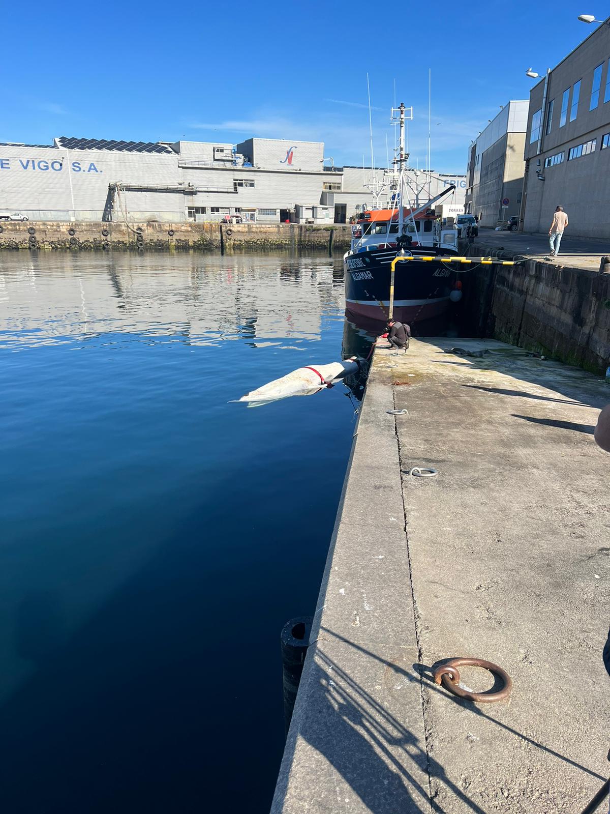 El cadáver de una ballena joven ha aparecido ese martes en O Berbés