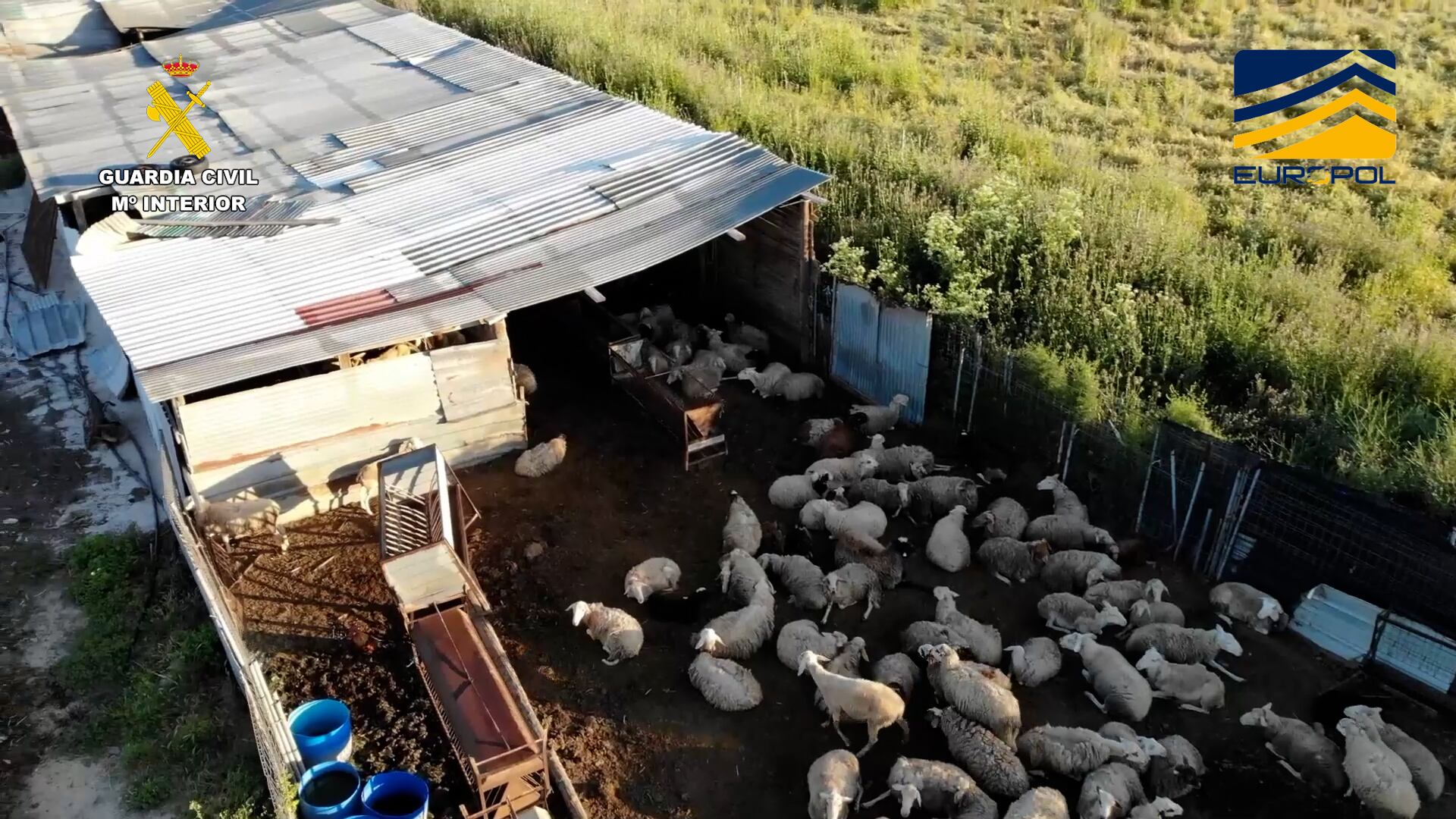 Desmantelada una red de venta ilegal de productos cárnicos - Foto: Guardia Civil