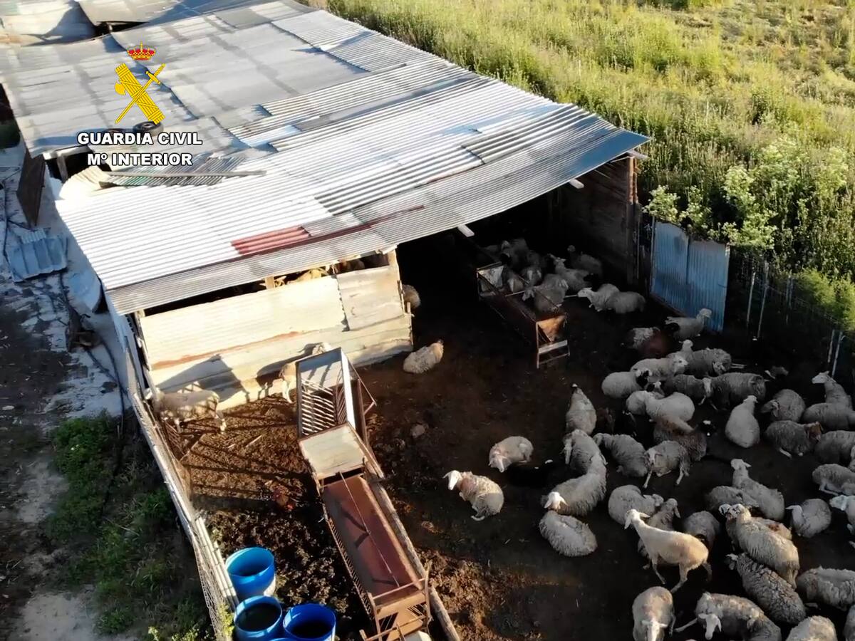 La Guardia Civil desmantela una red de venta ilegal de productos cárnicos que operaba en Madrid, Toledo y Ávila