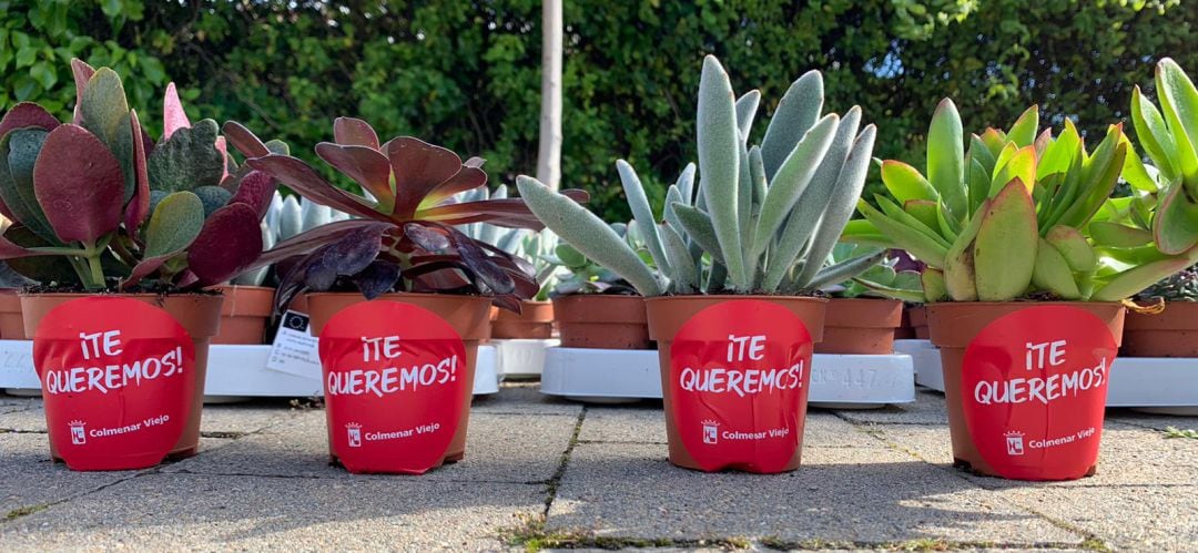 Colmenar Viejo envía entre hoy y mañana una planta como detalle a todos los mayores