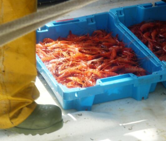 Gambes de Palamós. Foto: R.M.