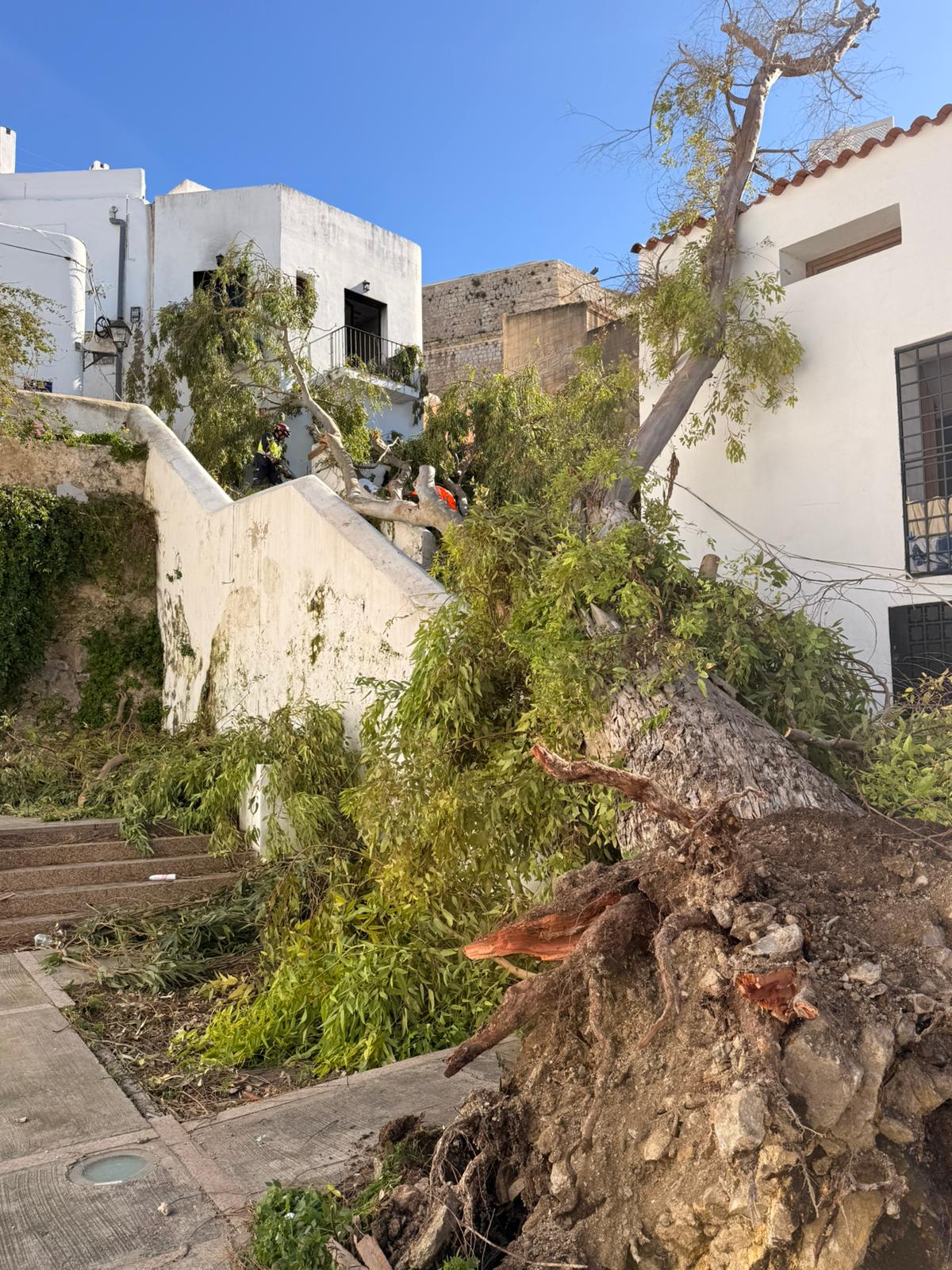 Imagen del árbol caído