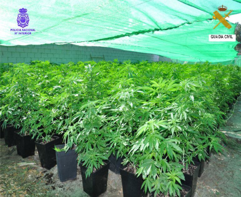 Plantación de marihuana en una urbanización en Medina del Campo