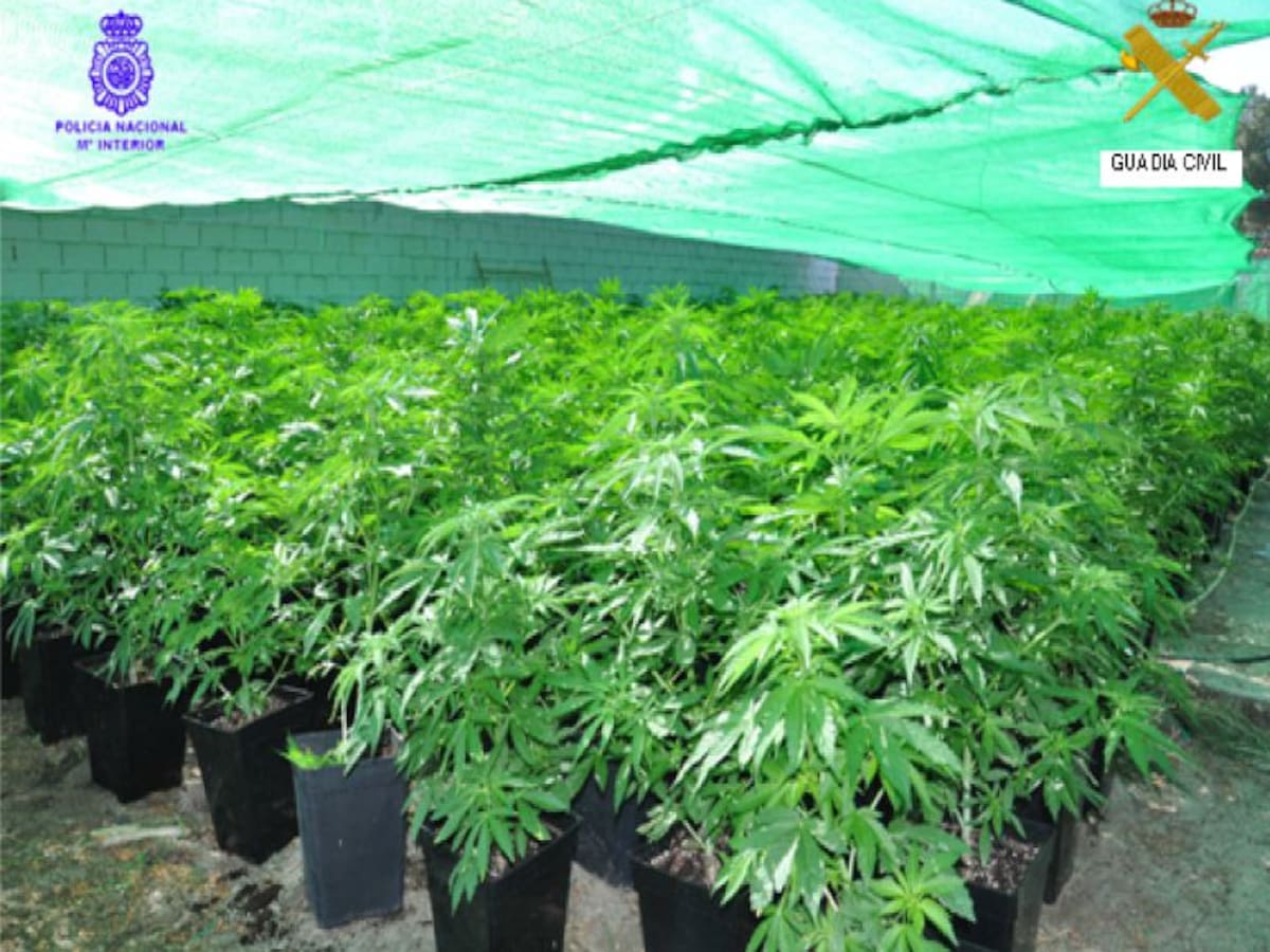 Desmantelada una plantación de marihuana en Medina del Campo