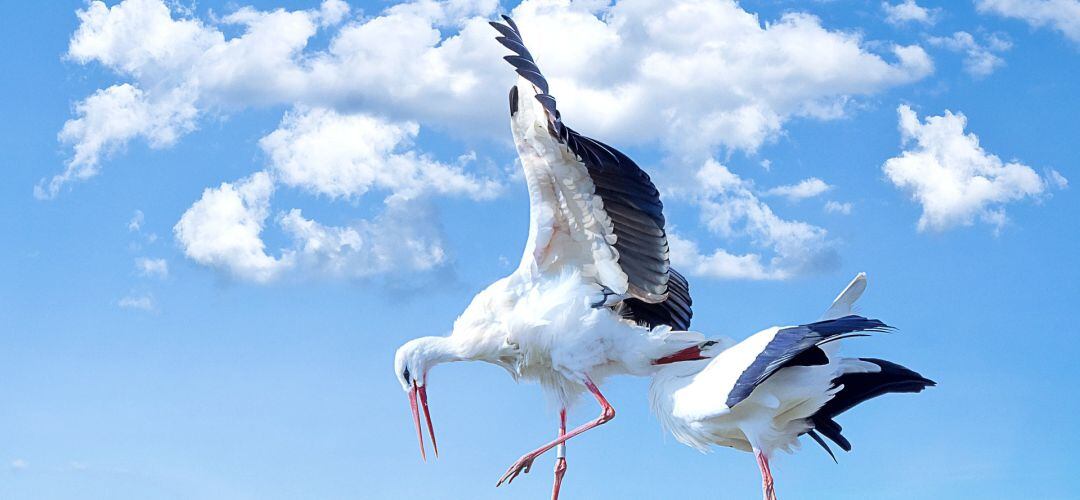 Las cigüeñas han aprendido a visitar basureros 