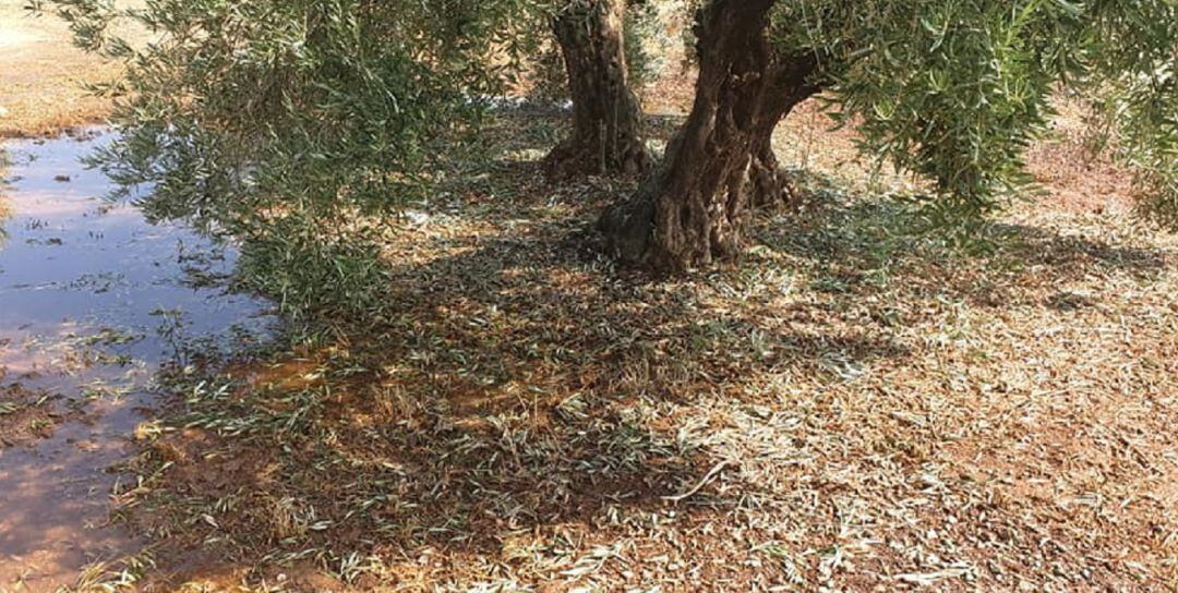 Olivar dañado por la gota fría en Montizón.