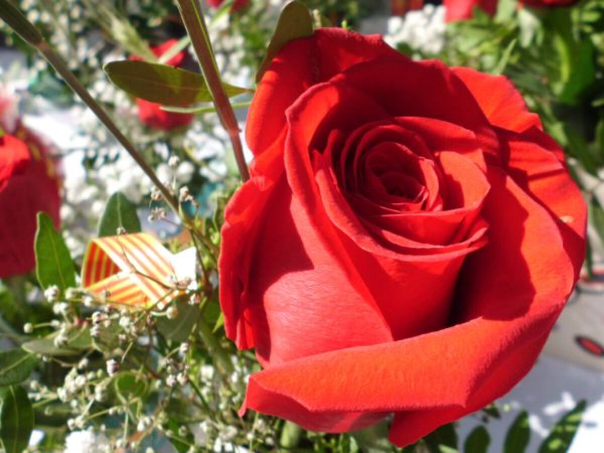 Més roses i llibres que mai