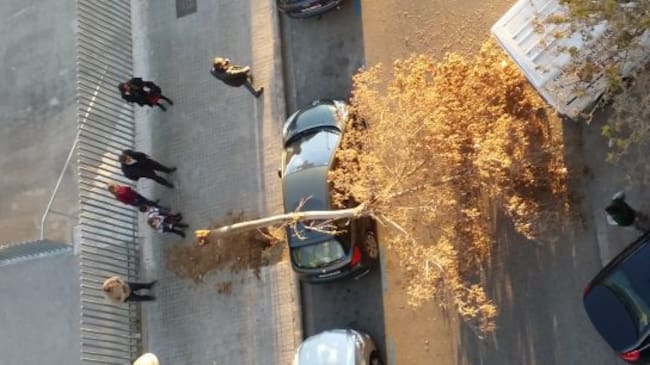 Un árbol ha caído a causa del viento en la calle Antonio Sacramento de Valencia, detrás del Conservatorio Superior de Música