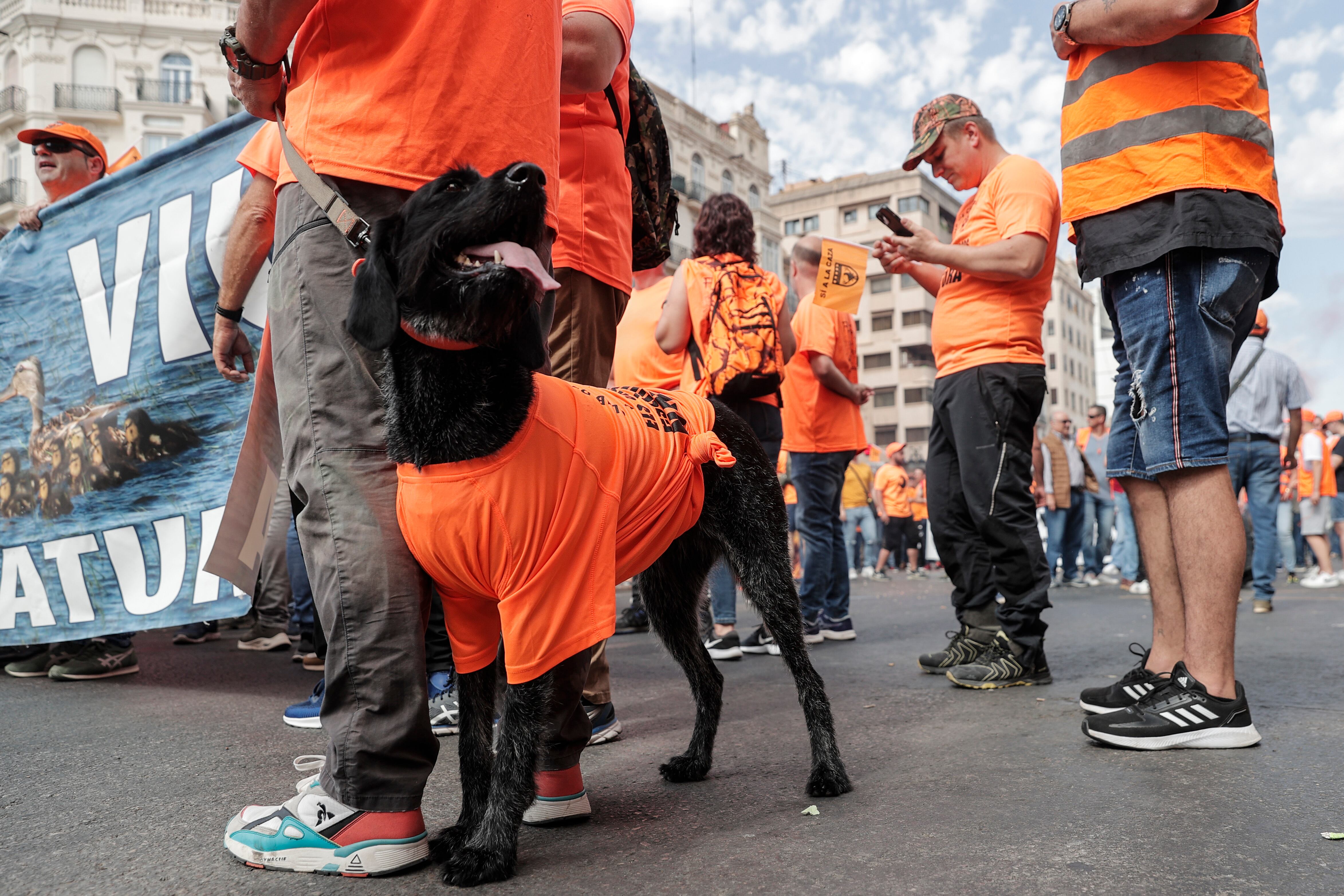 La Federación de Caza de la Comunitat Valenciana celebra una manifestación &quot;tras agotar las vías de diálogo con la Conselleria&quot; de Transición Ecológica sobre la &quot;problemática del jabalí&quot;, ya que la &quot;sobrepoblación descontrolada&quot; de este animal &quot;afecta a la agricultura y a la seguridad pública&quot; por los accidentes de tráfico que provocan. /