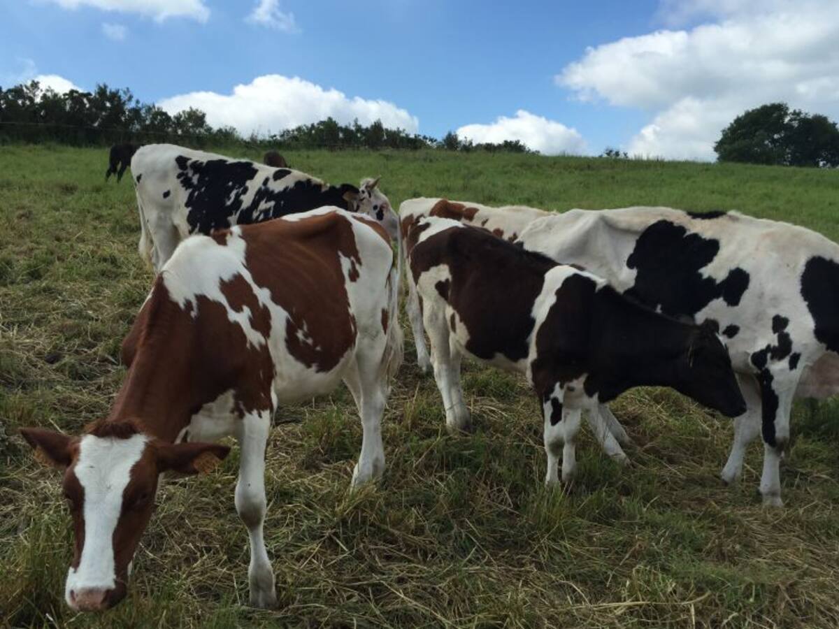 Los problemas del sector lácteo