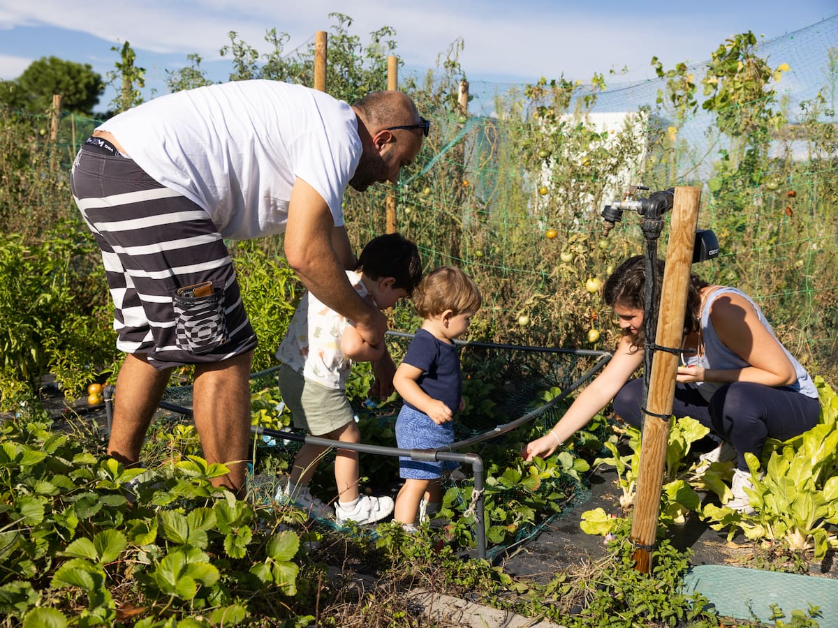 Tres Cantos sorteará sus 52 huertos urbanos el próximo martes