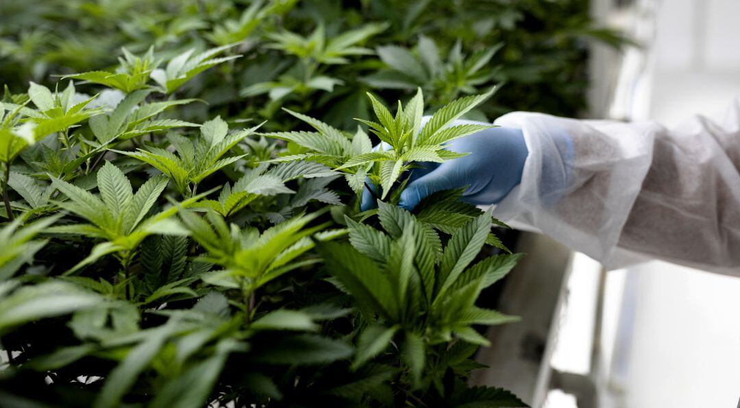 Imagen de archivo de una plantación de marihuana