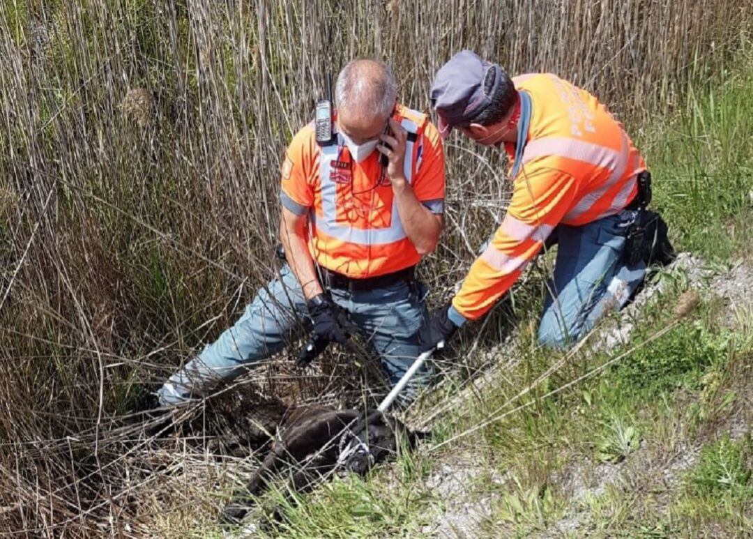 Investigada una mujer por abandonar a su perro, que atacó a varias personas y ocasionó un accidente de tráfico