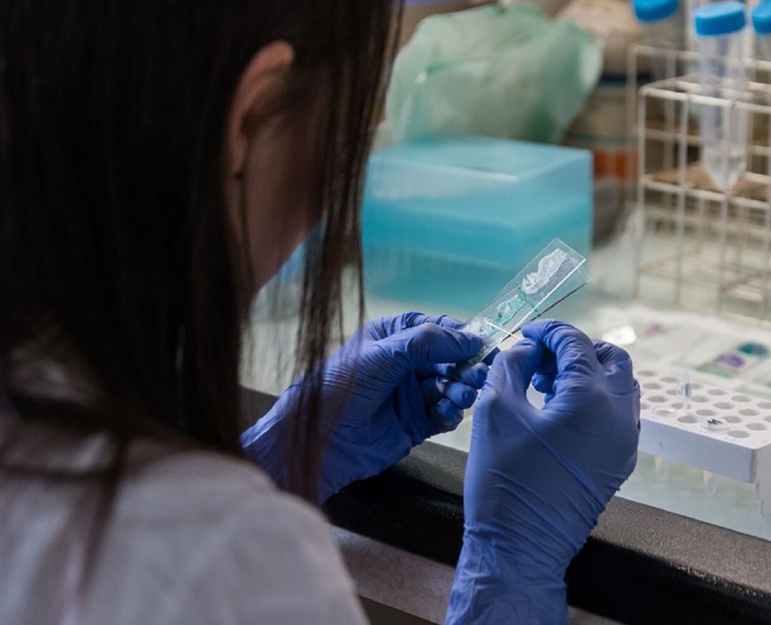 Trabajando en un laboratorio médico