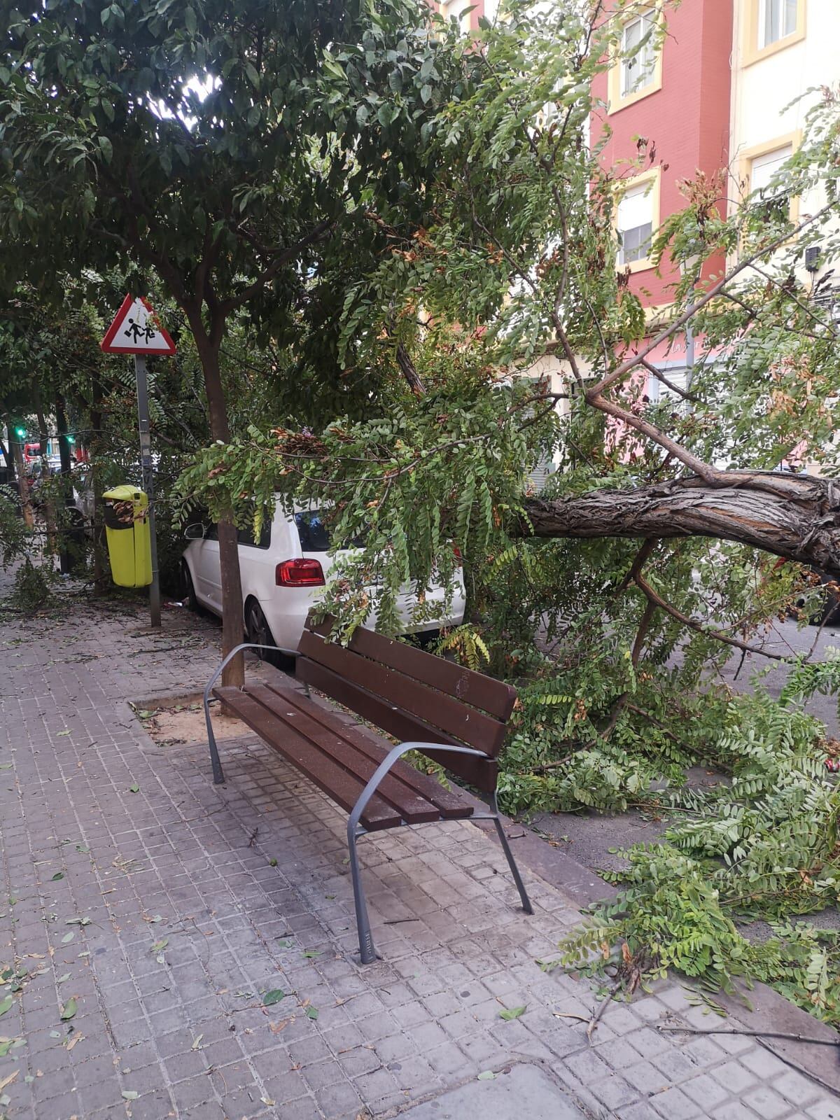 Coche sepultado por un árbol en València