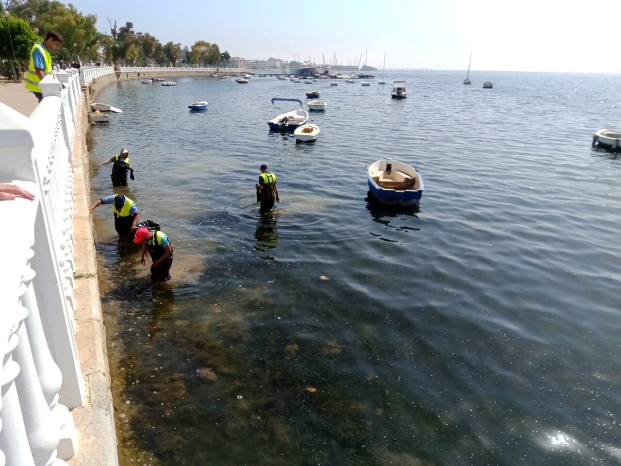 Mortandad de peces en La Ribera en San Javier