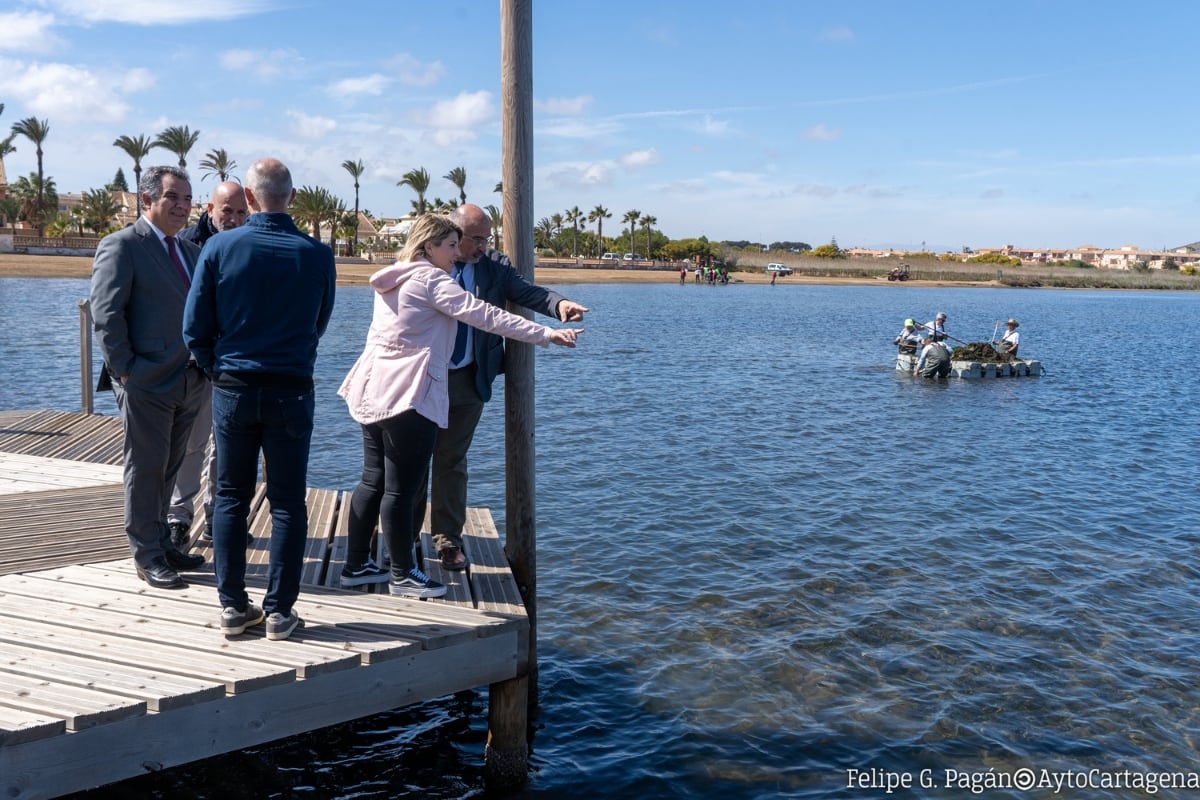 Los trabajos para la retirada de algas y biomasa en el Mar Menor continúan con alrededor de un centenar de operarios cada día en las orillas de la laguna.