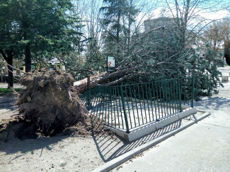 Árbol caído enlos Paseos de San Francisco en Cuéllar