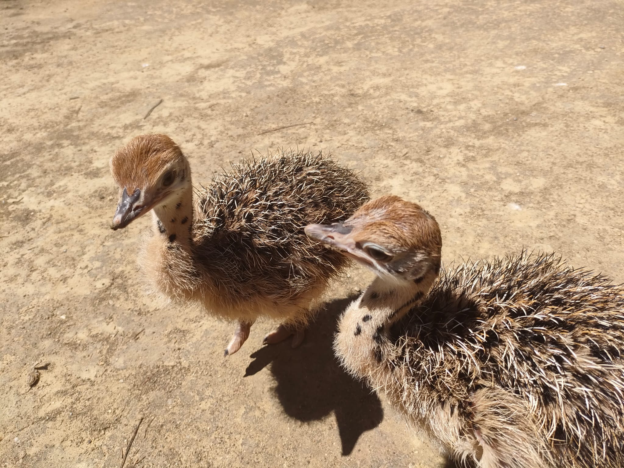 Los dos pollos de avestruz