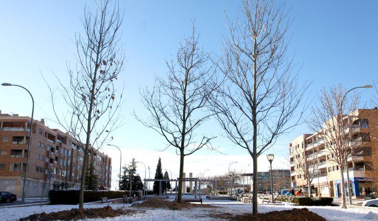 Los tres robles americanos podrían crecer hasta los 25 metros y lucirán toda su belleza el próximo otoño con espectaculares hojas rojizas