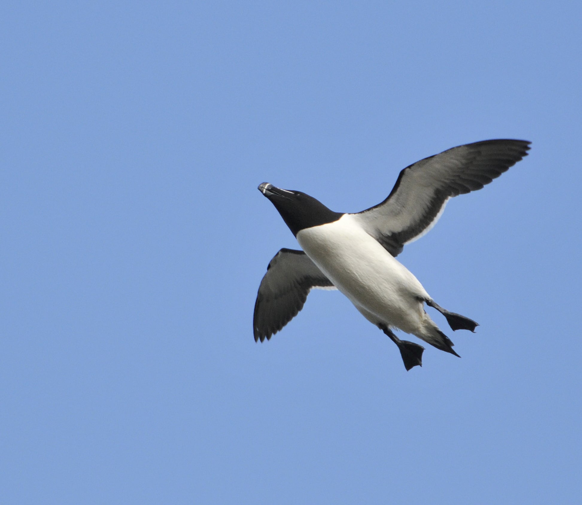 The bird shows the characteristic trailing feet as it comes into land on a cliff face. Marsden rock beach, South Shields, U.K