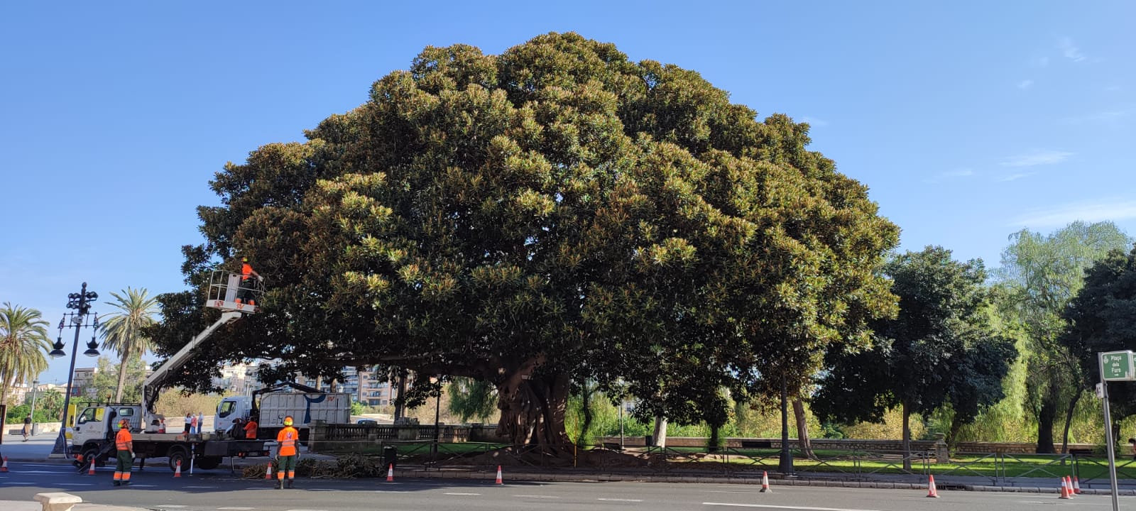 El Ayuntamiento de València inicia el plan de revisión del arbolado monumental con la poda de dos ficus