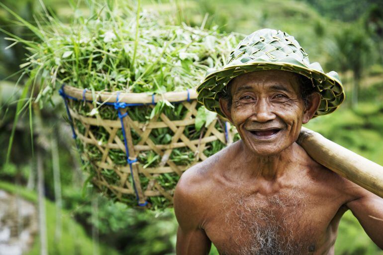 Cultivo de arroz en Bali (Indonesia).